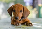 Dachshund Dog Breed Information, Images, Characteristics, Health