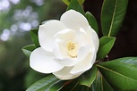 Magnolia: tipos, significado, características, imágenes