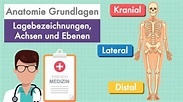 Anatomie Grundlagen - Lagebezeichnungen und Ebenen am Körper einfach ...