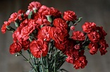 Your ultimate guide to the carnation flower - Petal Republic