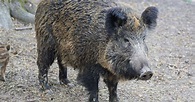 攔不住愛情！阿嬤的豬和野生山豬私奔 生12隻混血小豬