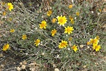 Desert Sunflower - Viguiera deltoidea