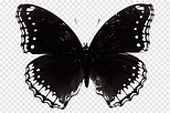 Black butterfly illustration, Butterfly Morpho menelaus Sunset morpho ...