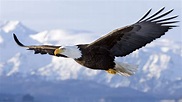 American eagle, eagle, flying, bald eagle, nature HD wallpaper ...