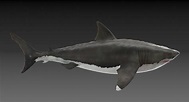rigged megalodon shark 3D model Megalodon Shark, Prehistoric Creatures ...