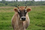 File:Jersey cow, close-up.jpg - Wikimedia Commons