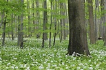 Germany, Thuringia, View of spring forest with Ramsons – Stockphoto