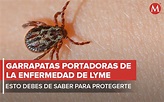 Garrapatas transmiten la enfermedad de Lyme; qué hacer para protegerte ...