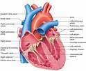 Labeled Heart Diagrams | 101 Diagrams