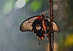 蝶 雨 昆虫 - Pixabayの無料写真