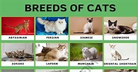 Cat Breeds: 56 Cute Types of Cats in the World • 7ESL