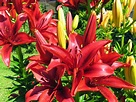 Blumen News: Rote Lilien