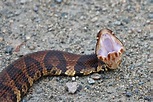 A look at the notorious cottonmouth and the lore that follows this ...