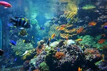 Berlin ZOO reef aquarium....this place is amazing! : Aquariums