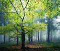 *🇩🇪 Thuringian Forest (Germany) by Heiko Gerlicher (@heikogerlicher) on ...