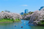 千鳥淵綠道 / 東京旅遊官方網站GO TOKYO