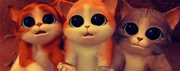 Qué Bonito GIF - Kitten Que Bonito Googly Eyes - Discover & Share GIFs