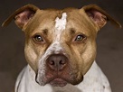 American Pit Bull Terrier: Dog Breed Characteristics & Care