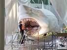 Reimagining the Megalodon, the World's Most Terrifying Sea Creature ...