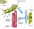Respiração traqueal - O que é, como acontece, filotraqueal, insetos