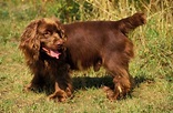 Sussex Spaniel [Ultimate Guide: Personality, Trainability & More!]