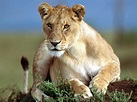 lioness - Heritage Tours And Safaris