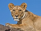 Lioness » Focusing on Wildlife