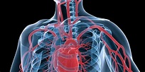 Erkrankungen der Hauptschlagader ǀ MEDICLIN Herzzentrum Lahr