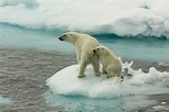 6 animales en peligro de extinción que se deberían proteger ...