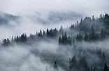 Foggy forest featuring landscape, mountain, and fog | Nature Stock ...