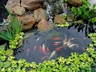 Types of Koi Pond - Which One Is The Best? |MyRokan