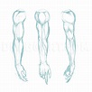 Drawing Male Anatomy, Arm Drawing, Human Anatomy Art, Anatomy Sketches ...