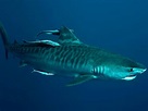 Tiburón tigre - Características, Ataques y Hábitat - Top Buceo