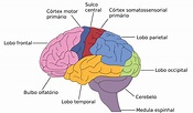 Neuroanatomia - Neurologia e Biologia - InfoEscola