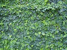 Ficus pumila «enamorada del muro» - Id Plantae