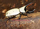 Beetles as pets: The Western Hercules Beetle, Dynastes Granti, breeding ...