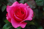 Free photo: Pink Rose - Bloom, Flower, Pink - Free Download - Jooinn