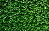 Ivy Wallpapers - Top Free Ivy Backgrounds - WallpaperAccess