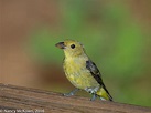 Female Scarlet Tanager | Welcome to NancyBirdPhotography.com