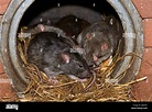 Rats nest -Fotos und -Bildmaterial in hoher Auflösung – Alamy