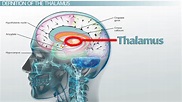 Thalamus: Definition, Functions & Location - Video & Lesson Transcript ...