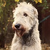 16 Amazing Facts About Irish Wolfhounds You Might Not Know - Page 6 of ...