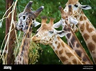 Giraffes eating at South Lakes Wild Animal Park in Dalton in Furness ...