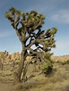 File:Joshua tree 1.jpg - Wikipedia