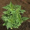 Ambrosia (Ambrosia artemisiifolia) – Natural Alchemy