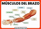 Anatomía y Músculos del brazo - ABC Fichas