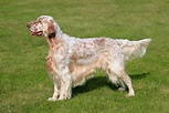 English Setter › Hunde-Info.de