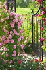 Le rose in giardino: quando l'incanto diventa realtà... 13 ispirazioni