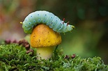 25+ Photos Of Small Things In Nature That Will Shock You Blog - ViewBug.com
