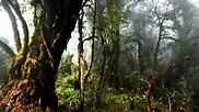 The Deep Dark and Dense Forest of India || Arunachal Pradesh || Bompu ...